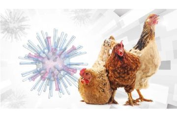 Focolaio influenza aviaria nel comune di Occimiano