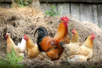 Avvenuta revoca della zona di sorveglianza - focolaio di influenza aviaria 