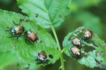 Popillia japonica: informazioni per i comuni ricadenti in zona infestata