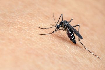 Trattamento tombinature servizio anti zanzare