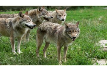 Buone norme di comportamento in aree di presenza del lupo