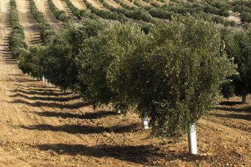 Uliveto area Castellari